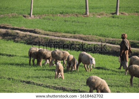 A herds of sheep And Goats Is Grazing In The Fresh Grasslands 