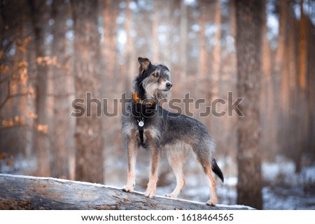 beautiful mix breed dog posing in forest