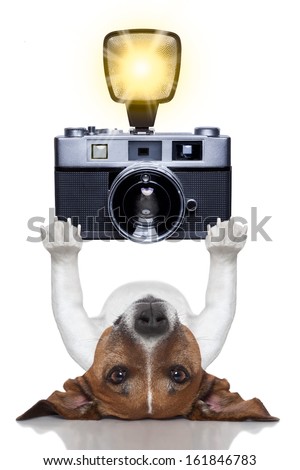 photographer dog taking a picture with a camera and flashing