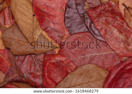 Top view of red leaves on the ground - Background