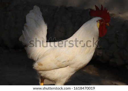 A Isolated White Cock Is Wandering