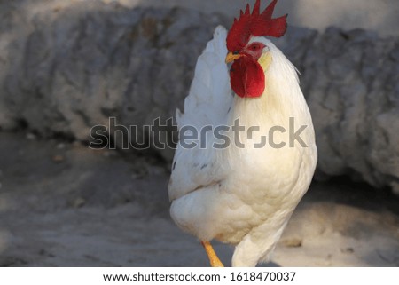 A Isolated White Cock Is Wandering