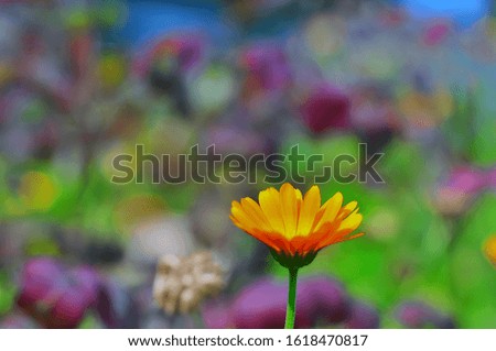 Bright floral blurred background with calendula in the foreground.