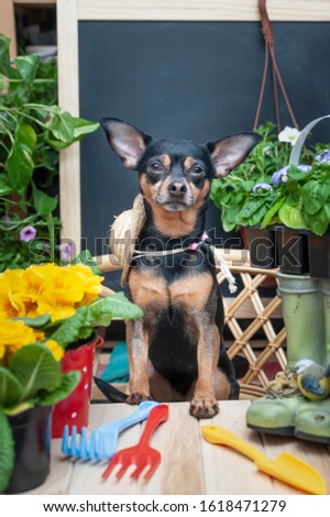 Dog surrounded by flowers and garden tools, an image of a gardener, a grower. The concept of spring planting