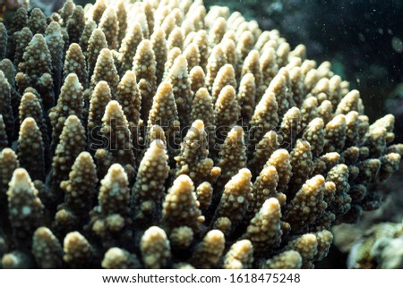 Coral reef close up, coral reef macro photography, underwater coral reef texture, ocean nature close up