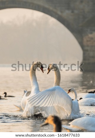 Dancing White Swans at Dawn, Vltava River, Prague, Czech Republic