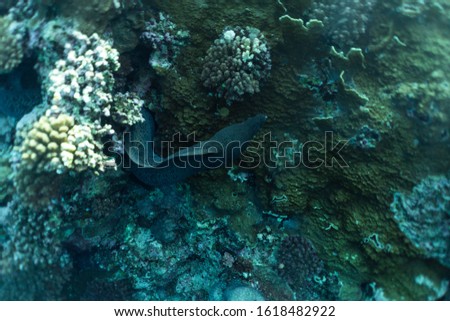 Gymnothorax javanicus underwater in the ocean of egypt, underwater in the ocean of egypt