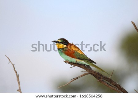 European Bee-Eater sitting on a branch surveying insects flying around it. Taken in the Kruger National Park, South Africa