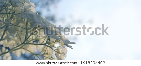 Beautiful romantic floral banner, with white hydrangea flowers against a soft pastel blue background. With copyspace.