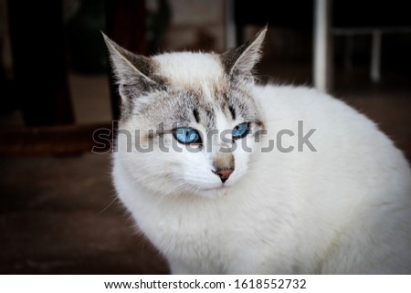 Close-up photo of a white cat with beautiful blue eyes