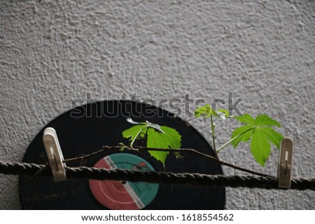 Leaf pinned on the rope and a record next to it