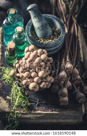 Vintage herbalist laboratory with ingredients and herbs