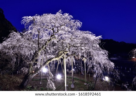 Beautiful illuminated Sakura Cherry blossom trees.
Cherry blossoms are the symbol of spring in Japan.
Spring in Japan is known for the blooming of cherry blossoms.