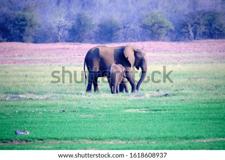 Elephant at Lake Kariba, Zimbabwe 