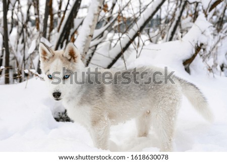 Gray Husky puppy walking in winter forest.