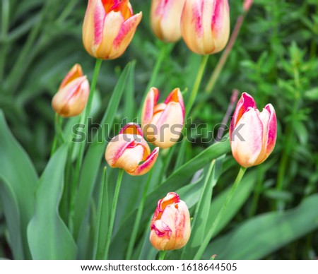 tulips in a field of tulips. Bright tulips. Beautiful spring time. Colorful tulips flower in the garden. copy space