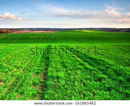 green field on springtime. sunset landscape