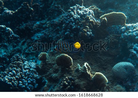 pygoplites diacanthus underwater in the ocean of egypt, underwater in the ocean of egypt, pygoplites diacanthus underwater photograph underwater photograph,
