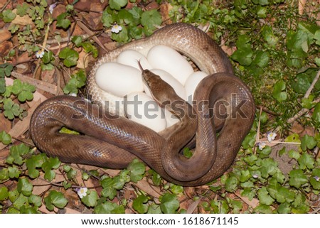Children's Python with egg clutch Royalty-Free Stock Photo #1618671145