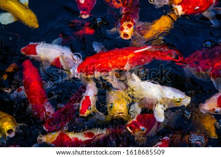 Japan Koi fish swimming in a water garden,fancy carp fish,koi fishes,Koi Fish swim in pond.Isolate background is black.Fancy Carp or Koi Fish are red,orange