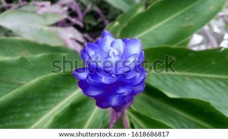 the blue galangal in Indonesia