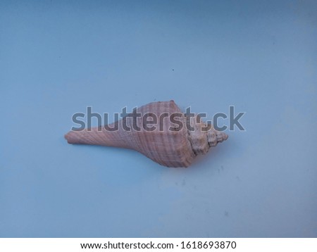 long-shaped shells with a white background. the shell of a sea animal