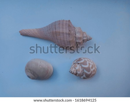 three striped colored shells and white shells against a white background. the shell of a sea animal