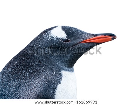 Gentoo penguin. Close view of the profile. South Georgia, South Atlantic Ocean.