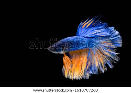 The Moving Moment of Blue  Gold Metallic Half Moon Betta Splendens or Siamese Fighting Fish on Black Background