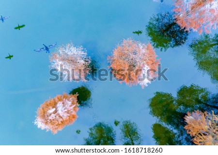 The UAV takes a picture of black water birds and flying birds on the fir trees in the cool blue water of Siming Lake in Ningbo. The reflection of trees around them is reflected in the water.