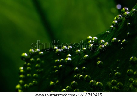 macro photo of air bubbles underwater forming on plant leaves in a aquarium with live plants