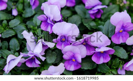 Pansies are vividly disturbed and bloom