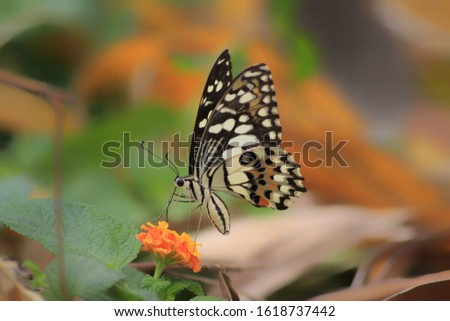 beautiful butterfly on flower in the morning