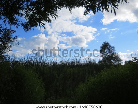 A beautiful blue sky and tall trees on a warm summer day.  A summer scene of Ontario nature.