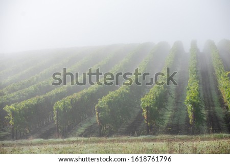 Rows of grapevines in an Oregon vineyard show color as they begin to turn, soft mist obscuring the back of the rows and softening the light brightening the leaves. 