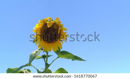 Sunflower in the left side