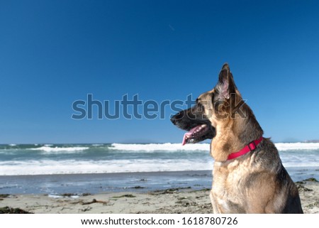 German Shepherd Dog on the beach at the California Coast .GDS with traditional colors.