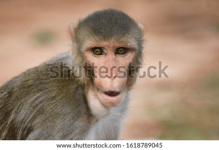 Monkey Looking Straight Into Lens