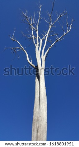A tall gum tree without any leaves in its lonesome- with a clear, cloudless blue sky as its background.