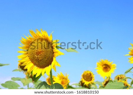 Beautiful sunflowers and blue sky
