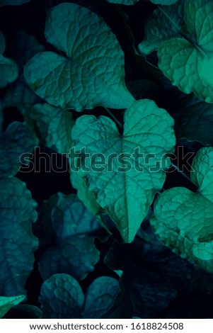 tropical leaves, abstract green leaves texture, nature background for wallpaper