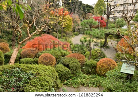 Autumn leaves in Japanese garden.
"Yakushi no Izumi"