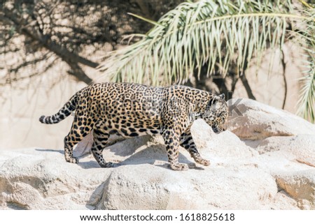 Wild Animal Jaguar in Dry Woodland