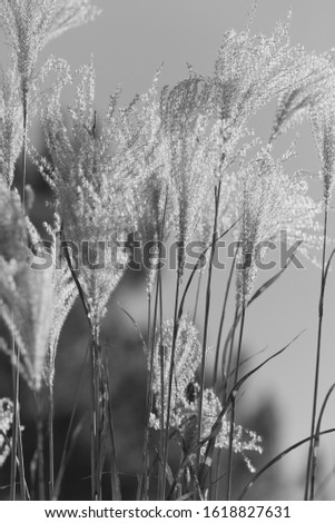 The Winter seed heads of a Japanese Tiger Grass against fluffy against a sunny bright blue sky. Blowing slightly with the wind. Four seasons plant Black and white shot