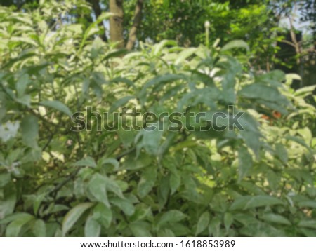 Blurred beautiful plant at garden with tropical green leaf