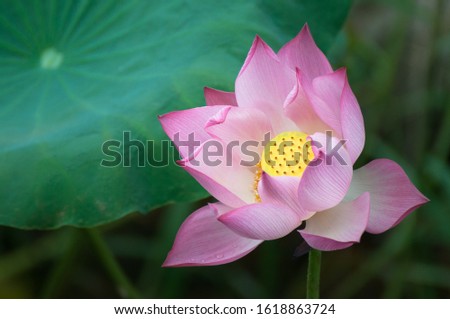 A pink lotus flower in full bloom in a pond in the Ninh Binh region of Northern Vietnam.