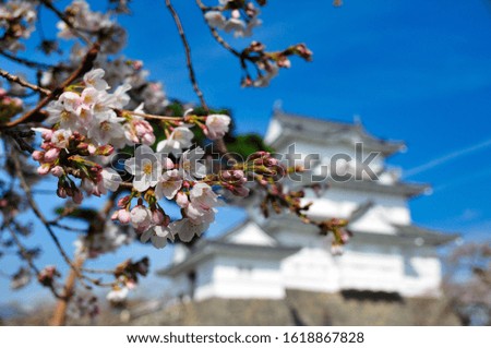 odawara castle spring cherry blossom