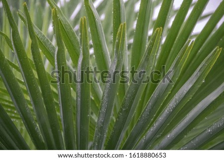 palm tree leave with water droplets on it