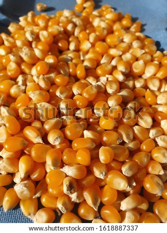 corn kernels with blue background

