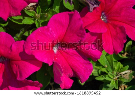 Petunia is of South American descent. A popular flower of the same name came from the French, who took the word petun, which means “tobacco,” from the Tupi language - guarani.